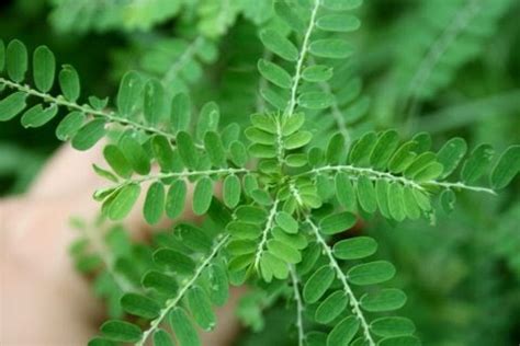 sampa sampalukan plant|Gardencore: Sampa.